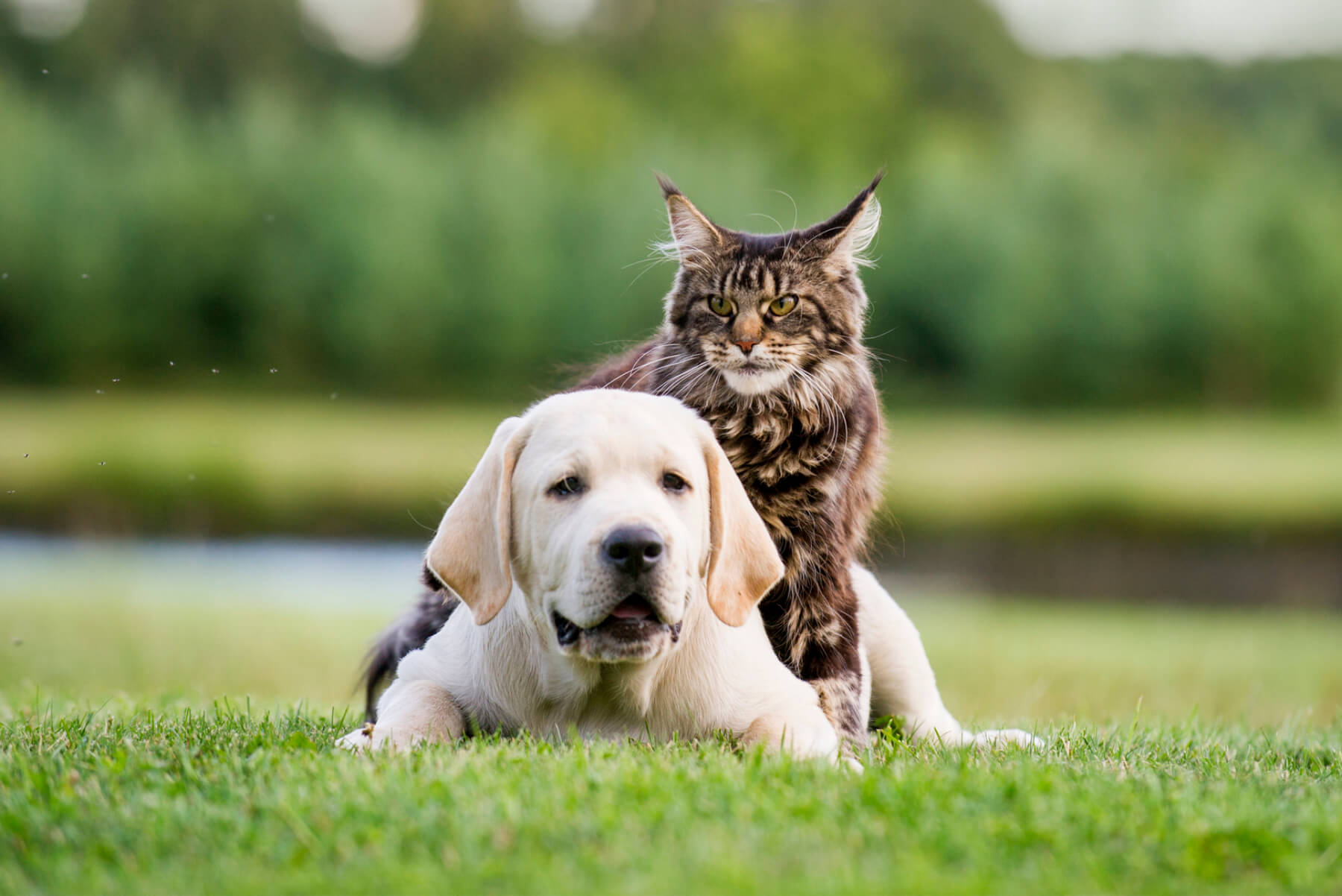 Support Cat