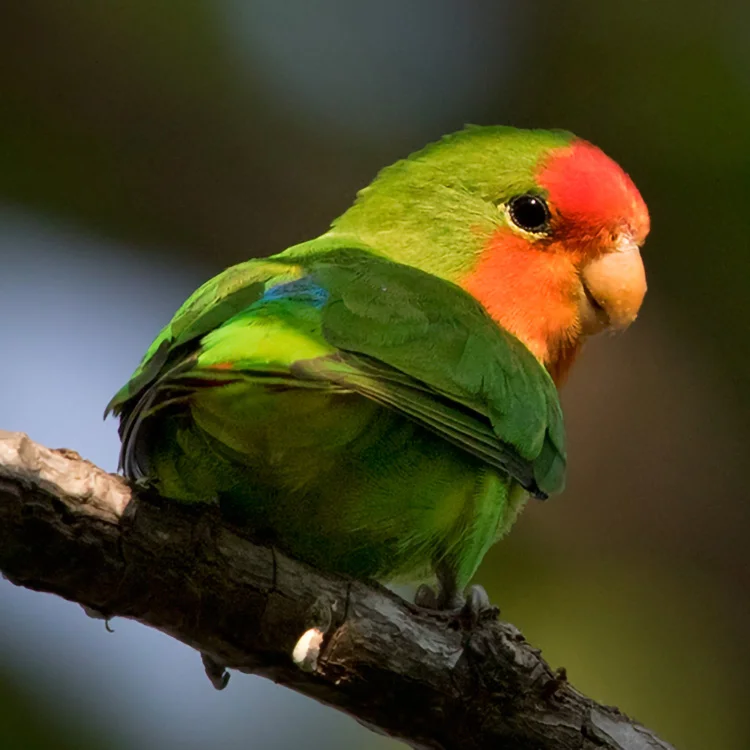 طوطی برزیلی صورت‌قرمز