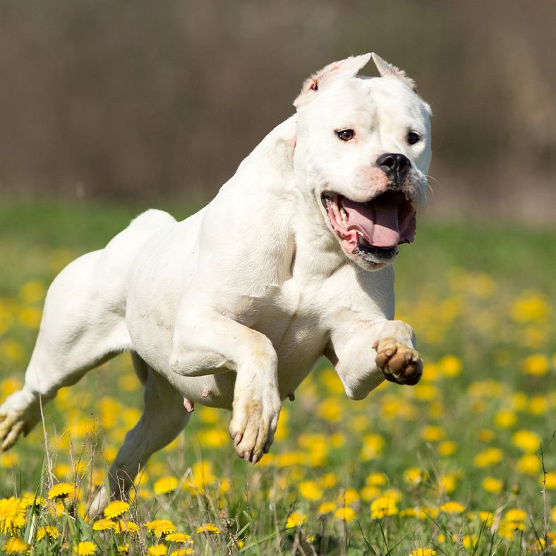 داگو آرژانتینو