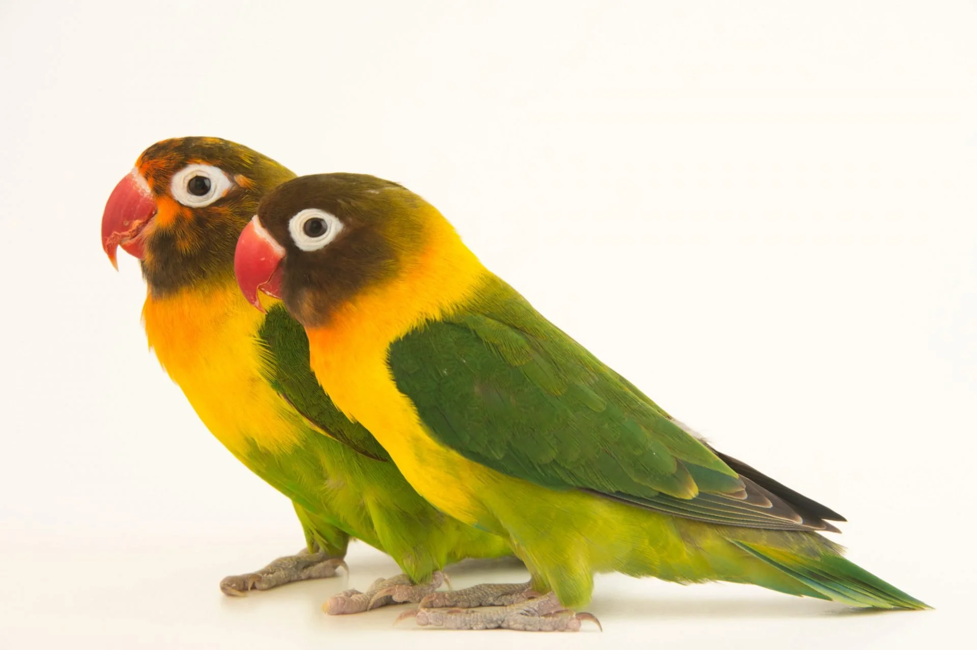 Agapornis personatus