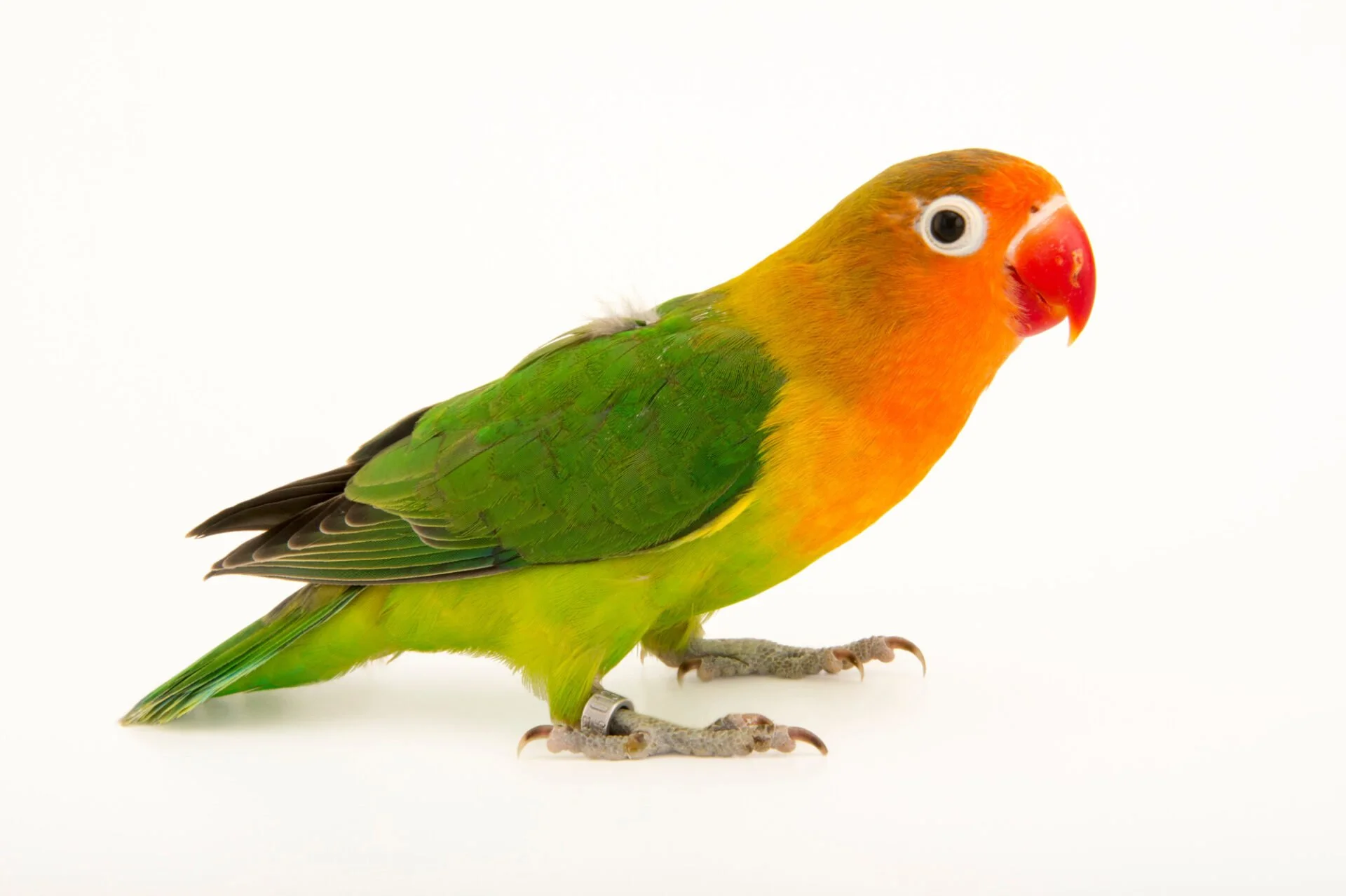 طوطی برزیلی لیلیان