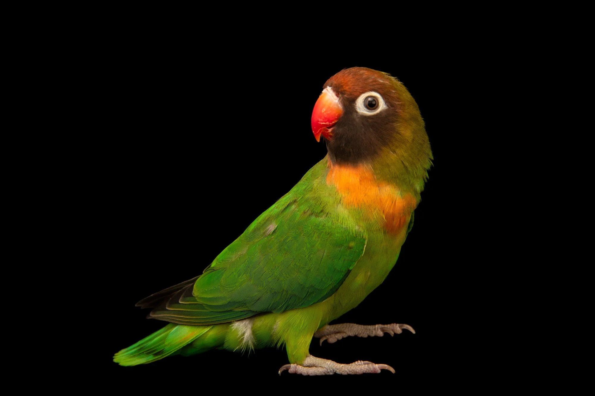 طوطی برزیلی سیاه‌گونه