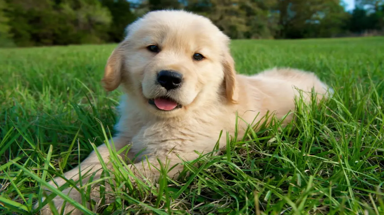 اسم سگ نر و ماده – جامع‌ترین راهنمای انتخاب اسم سگ [1000 اسم ایرانی، خارجی و جدید 2025]