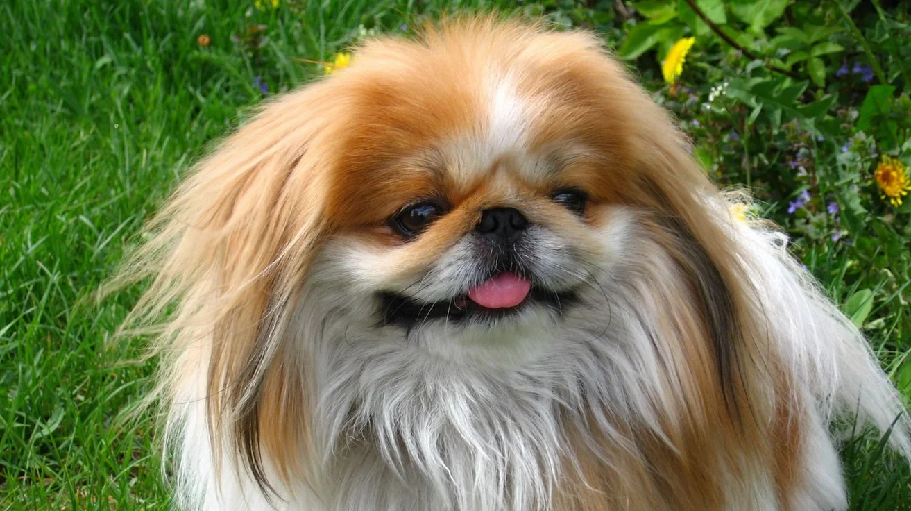 راهنمای جامع نژاد سگ پیکینیز: از تاریخچه سلطنتی تا نگهداری در آپارتمان