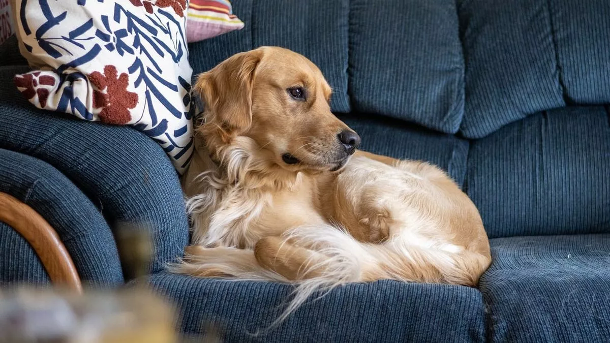 تنها گذاشتن سگ در خانه: راهنمای جامع و علمی سال ۲۰۲۵ برای آرامش سگ و صاحبش