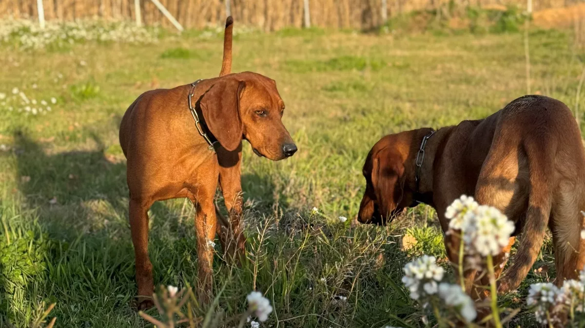 سگ کمیاب فرانسوی Briquet de Provence