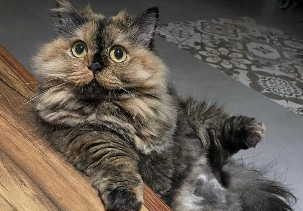 قیافه بامزه گربه مانچکین