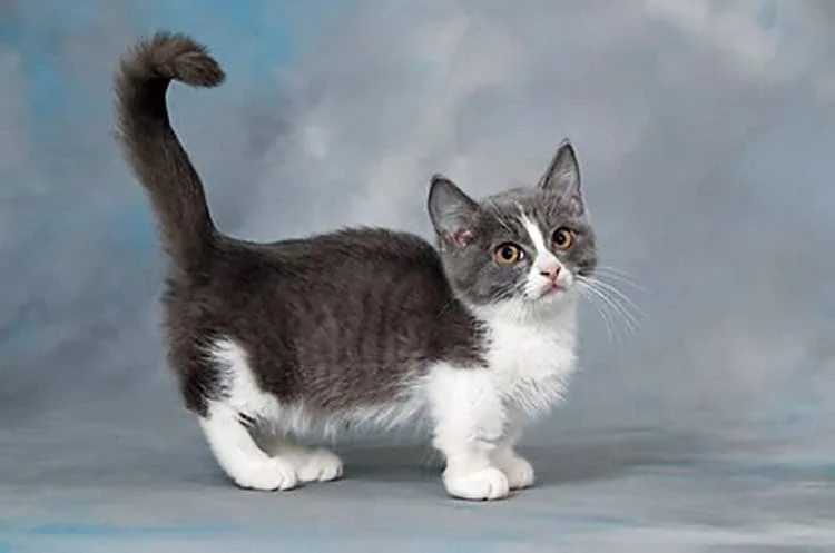 Adult-munchkin-cat