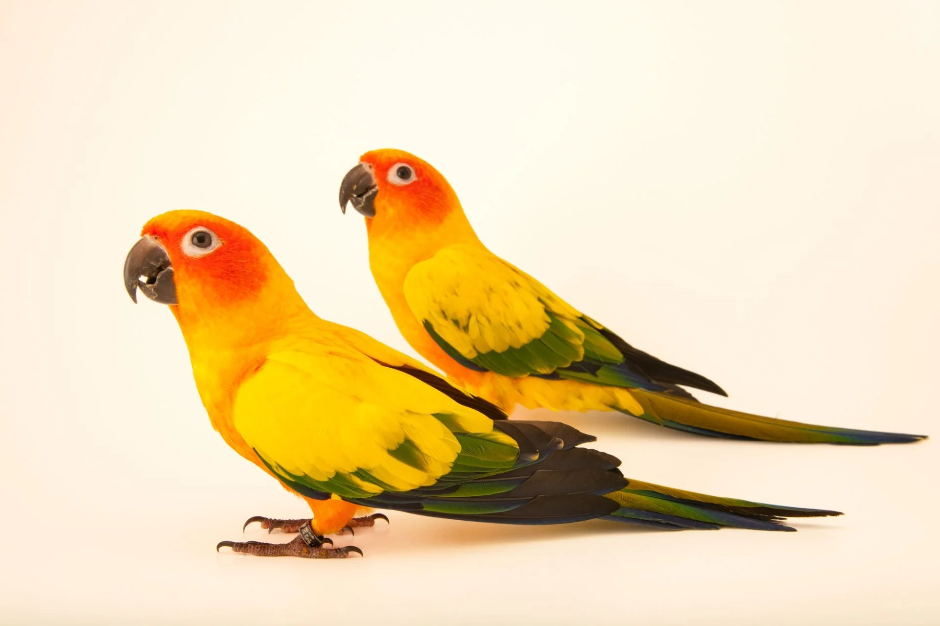  2عدد طوطی خورشیدی (سان کانور) 