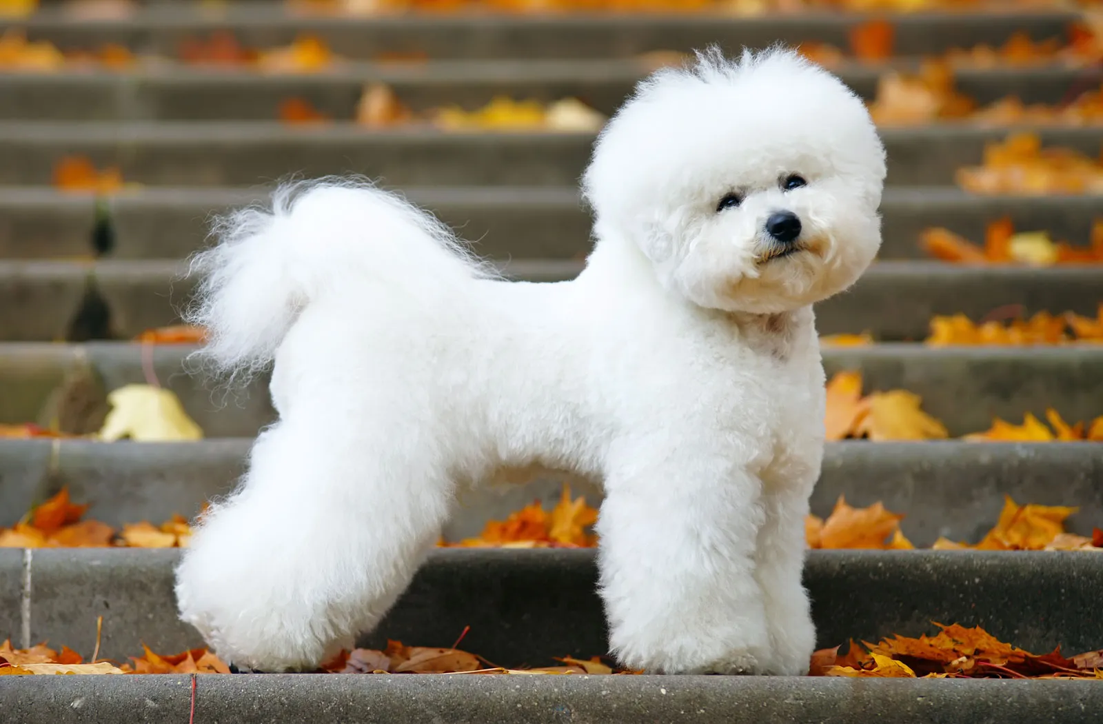 سگ بیچون فرایز Bichon frise