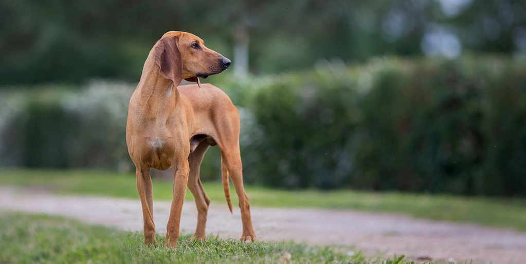 گنجینه‌های پنهان فرانسه: با ۴ نژاد سگ کمیاب فرانسوی آشنا شوید که نمی‌شناختید!