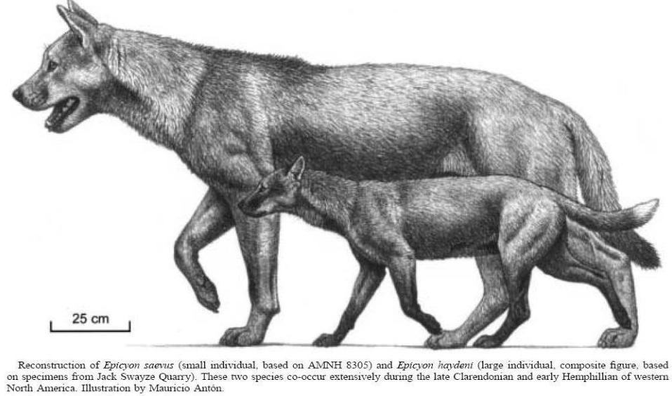 بزرگترین سگ‌سان اپیکیون هیدنی
