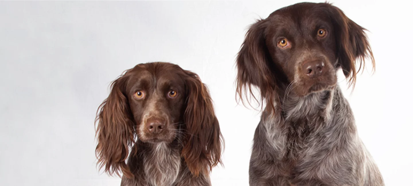 سگ کمیاب فرانسوی EPAGNEUL-DE-SAINT 