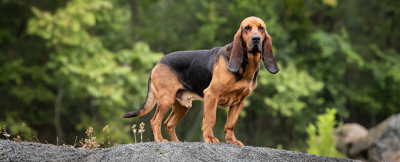 Bruno Saint Hubert Français