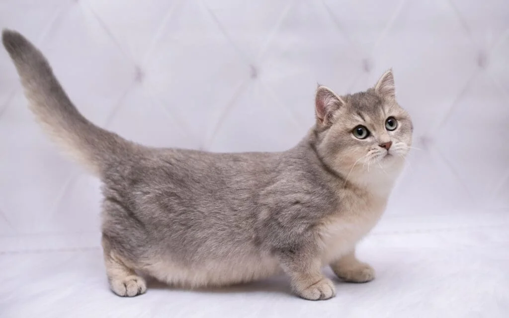 گربه مانچکین: راهنمای جامع شناخت، نگهداری و سلامتی نژاد پاکوتاه دوست‌داشتنی