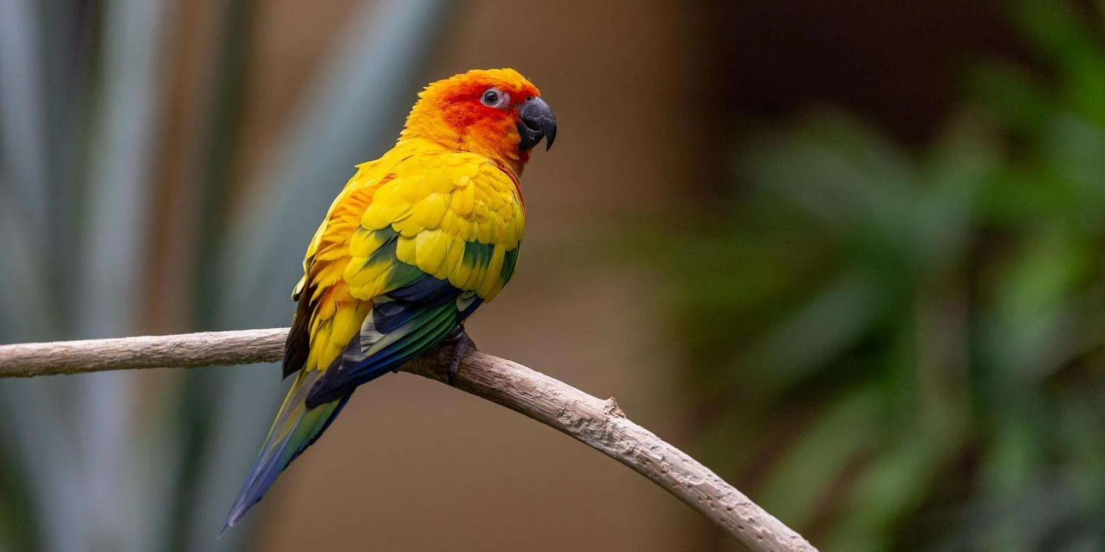 طوطی خورشیدی