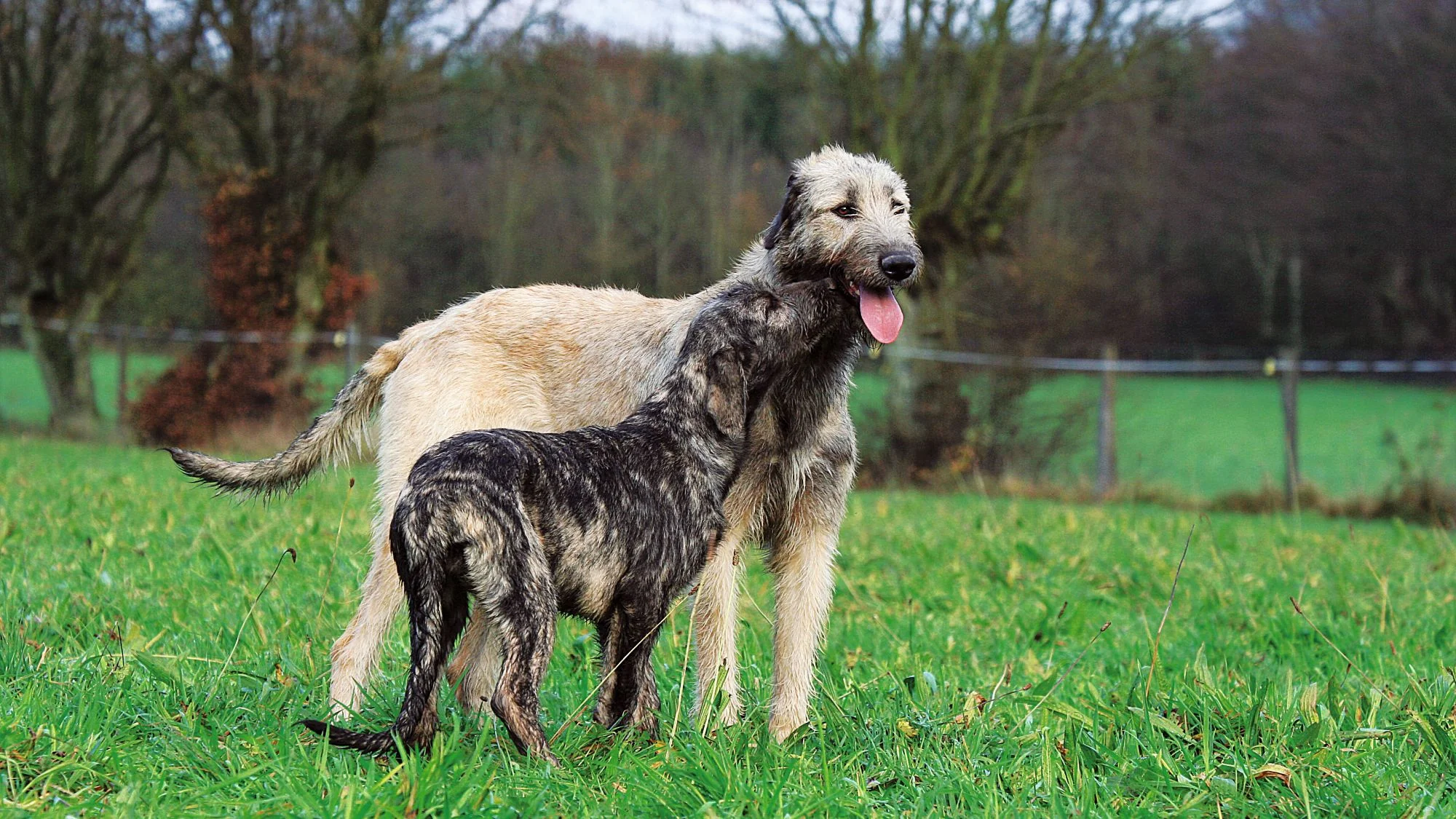 آیریش ولف هاند