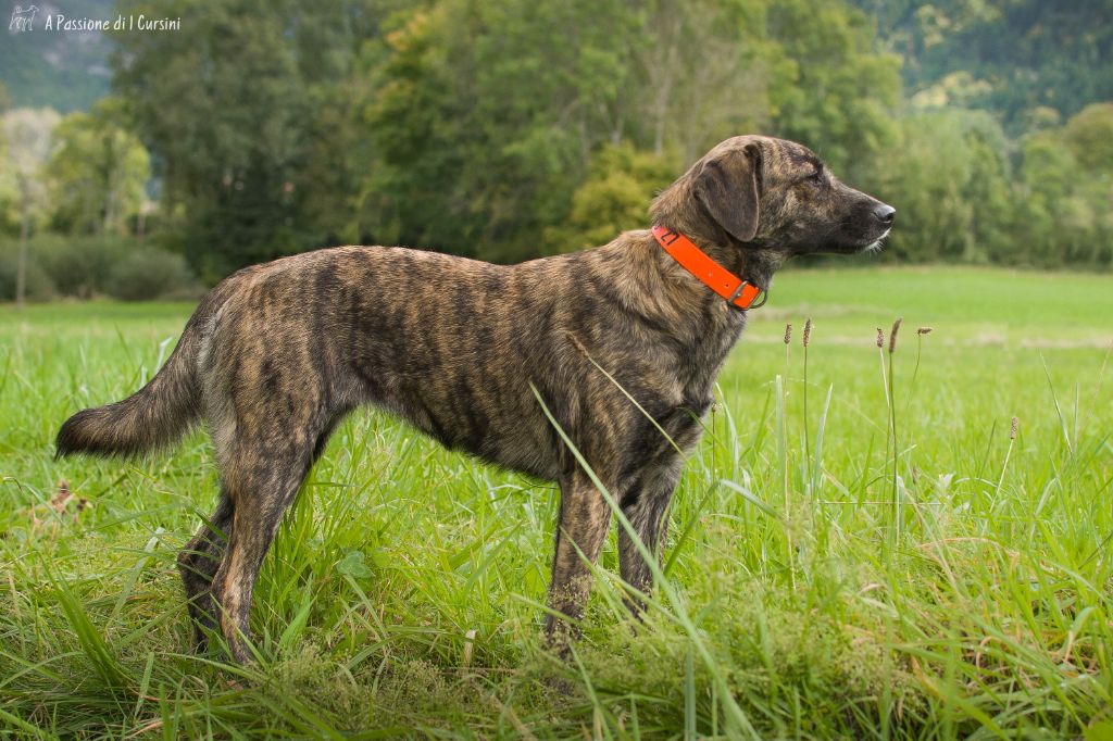 سگ کمیاب فرانسوی Cursinu