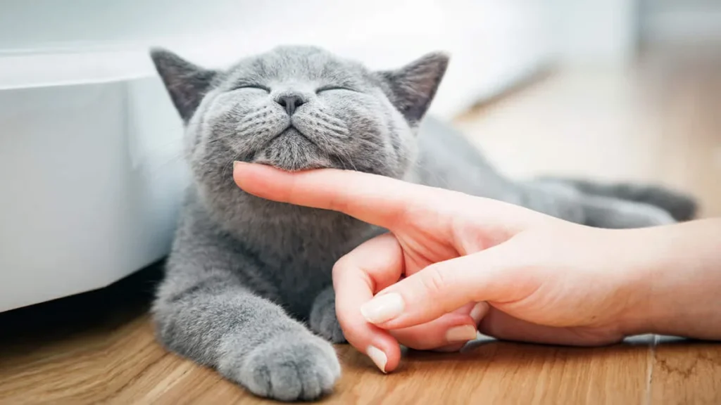 سرپرستی گربه؛ راهنمای کامل روز اول با گربه جدیدتان: ۱۰ کاری که باید انجام دهید