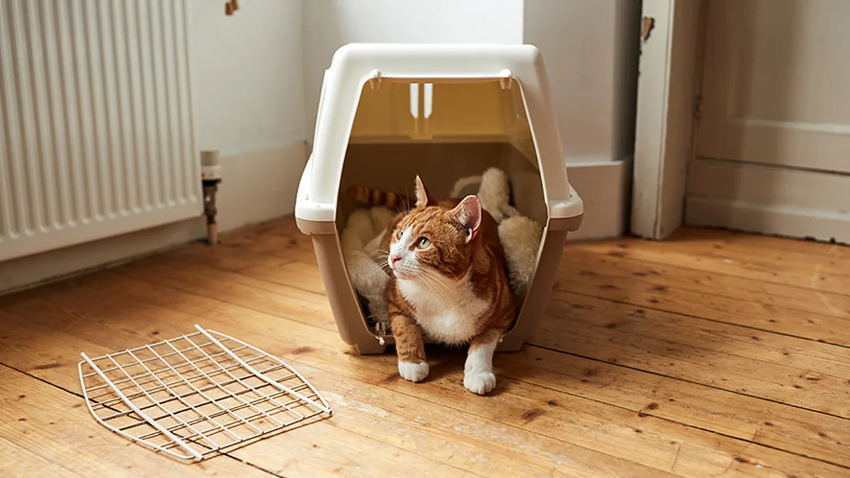 روز اول باکس گربه