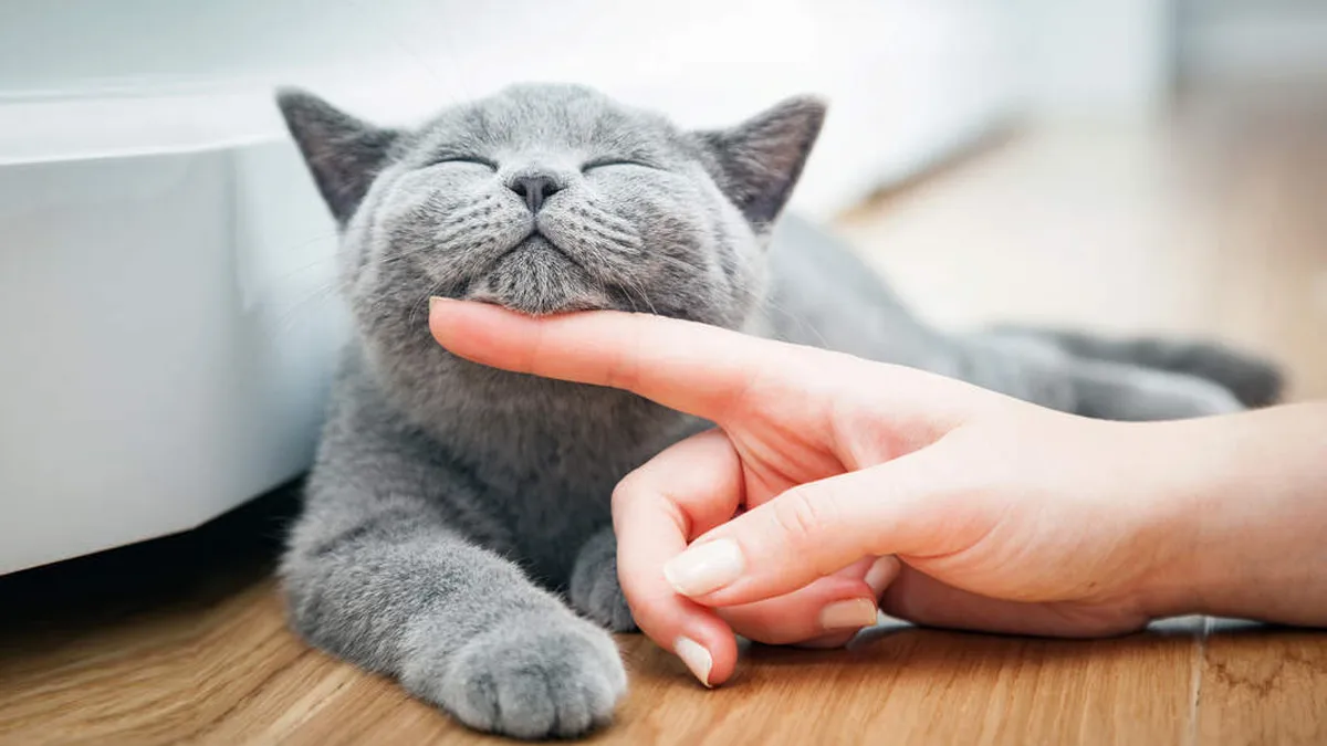 سرپرستی گربه؛ راهنمای کامل روز اول با گربه جدیدتان: ۱۰ کاری که باید انجام دهید