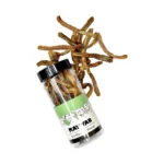 نرینگی گوسفند ماتیار