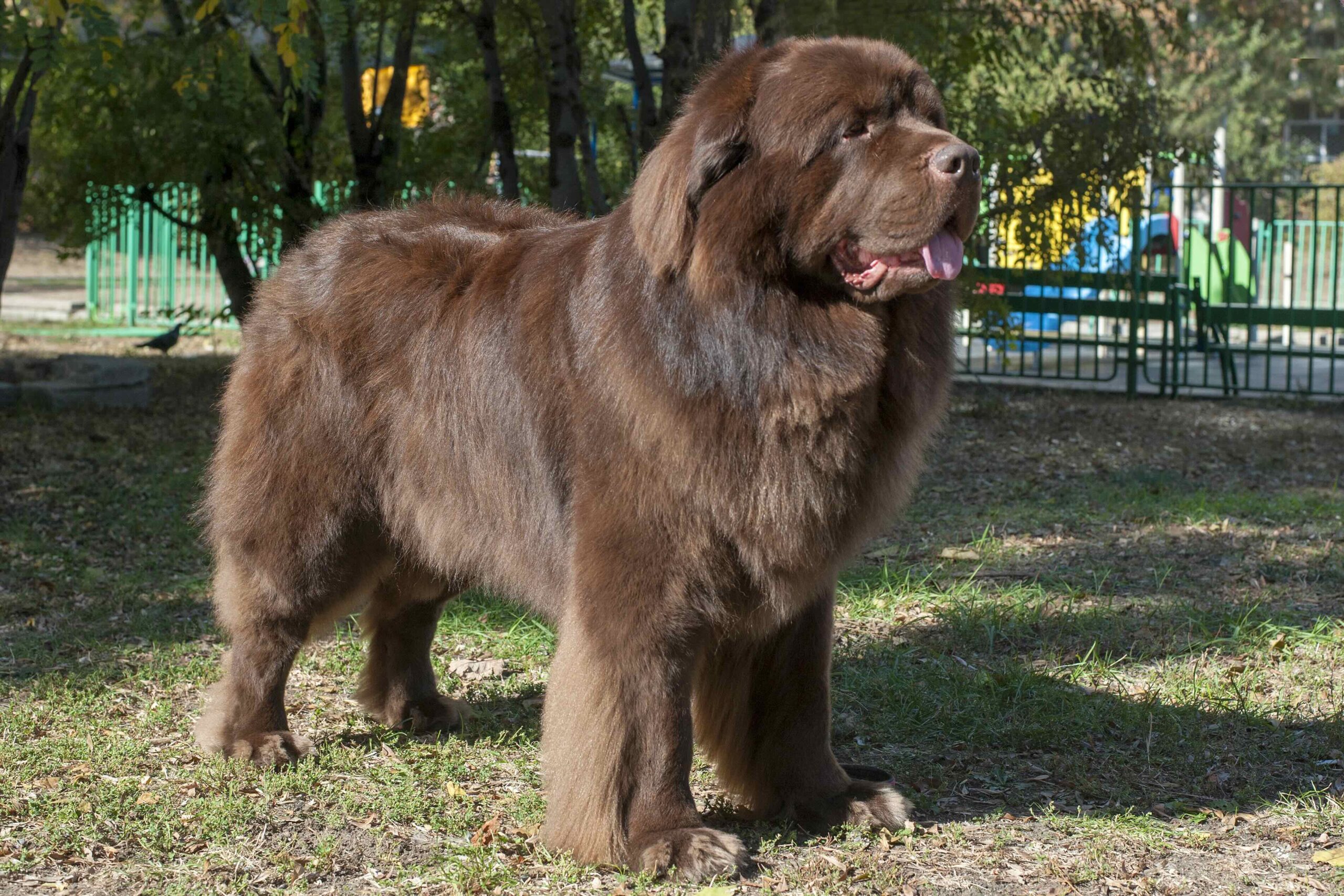 سگ نژاد نیوفاندلند