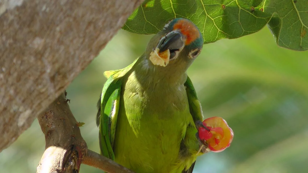 هنر اهلی کردن (دستی کردن)