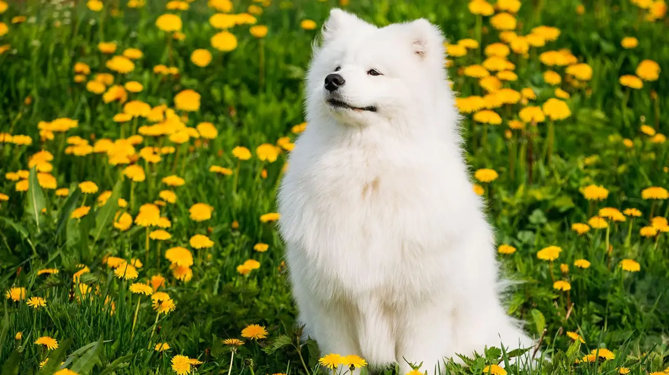 سگ سامویید: راهنمای کامل فرشته خندان سیبری