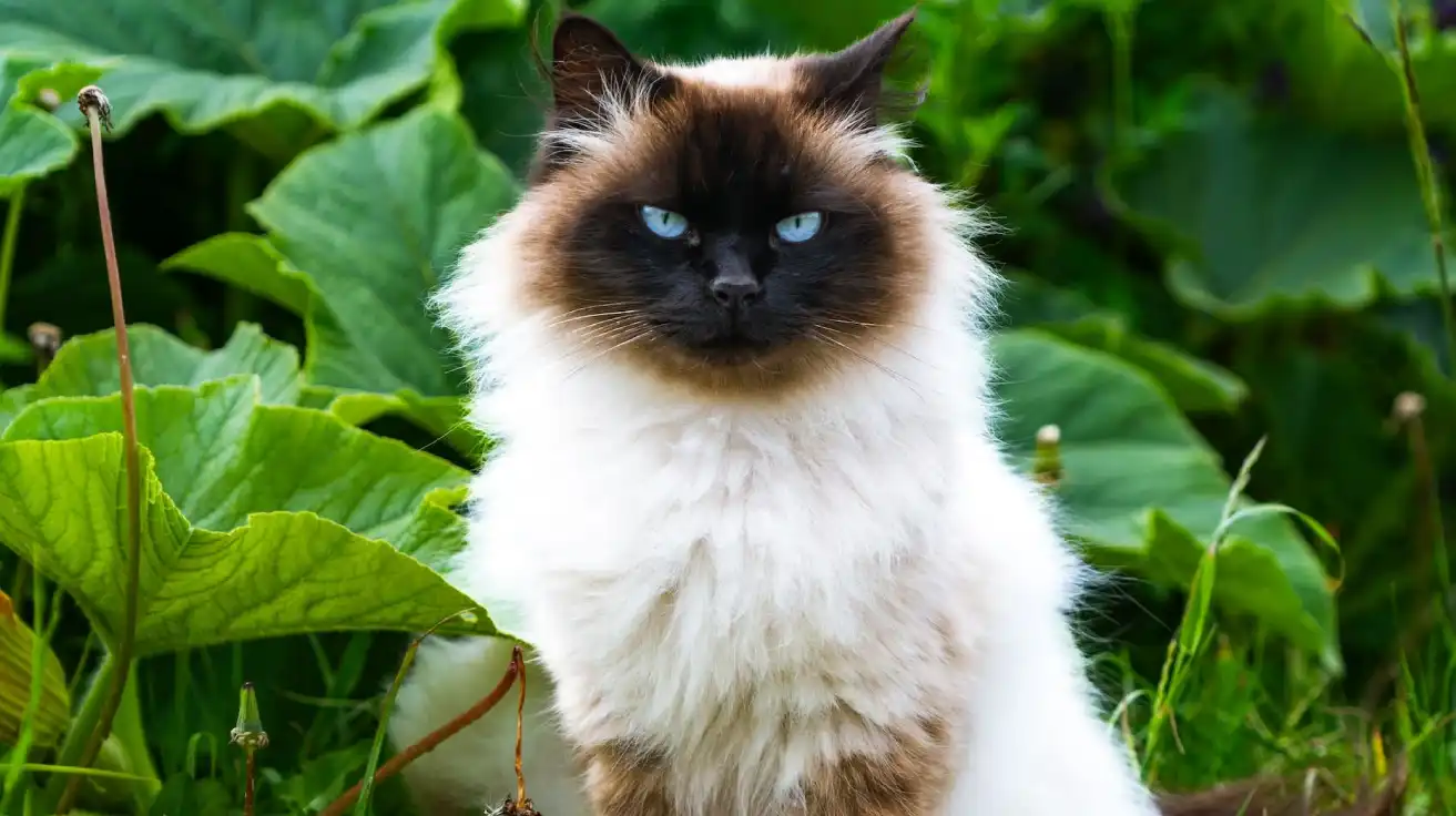 گربه سیامی: راهنمای جامع سلطنتی‌ترین گربه جهان