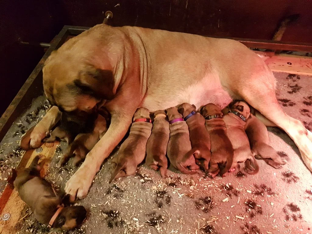 سگ بوربول در حال شیر دادن به توله ها