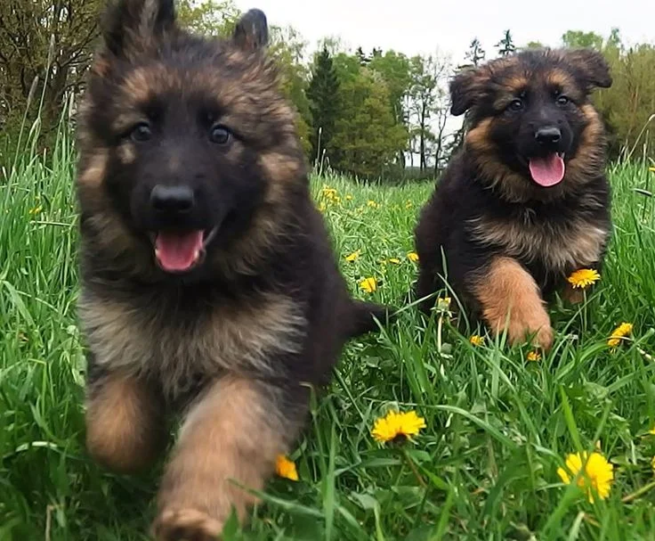 توله ژرمن شپهرد شولاین