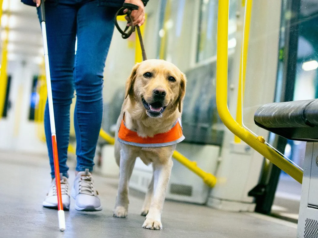 آموزش سگ برای کمک به نابینایان