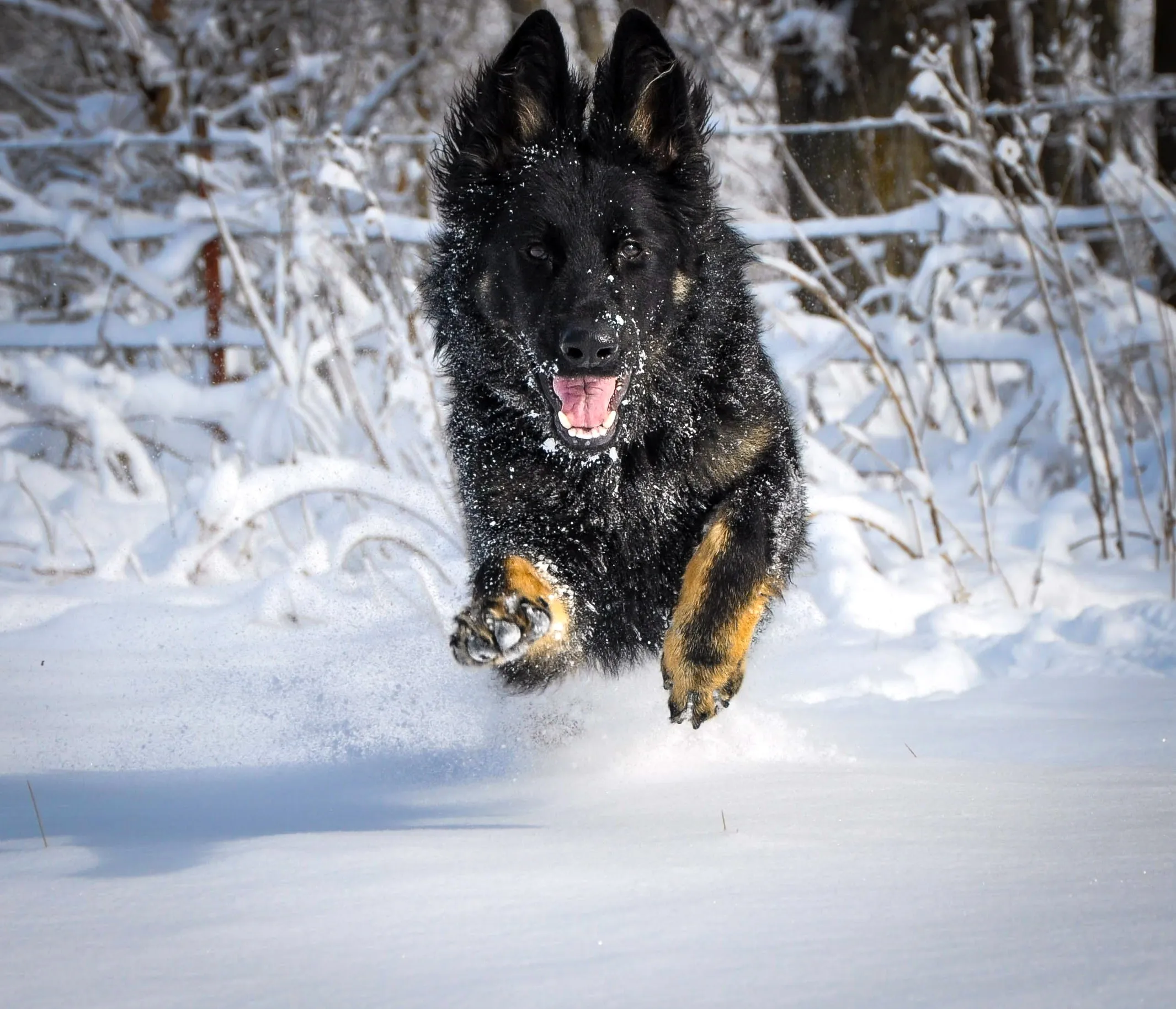 ژرمن شپهرد شولاین بازیگوش