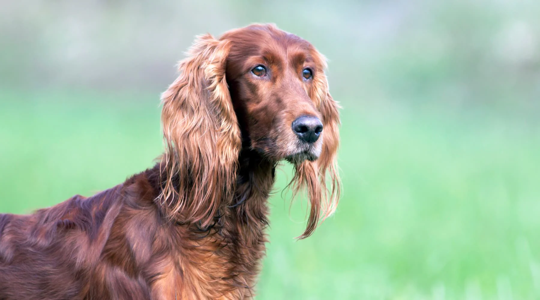ستر ایرلندی