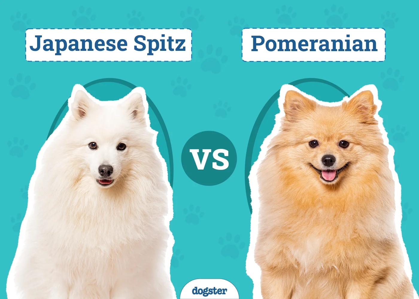 مقایسه ظاهری اشپیتز ژاپنی و پامرانین