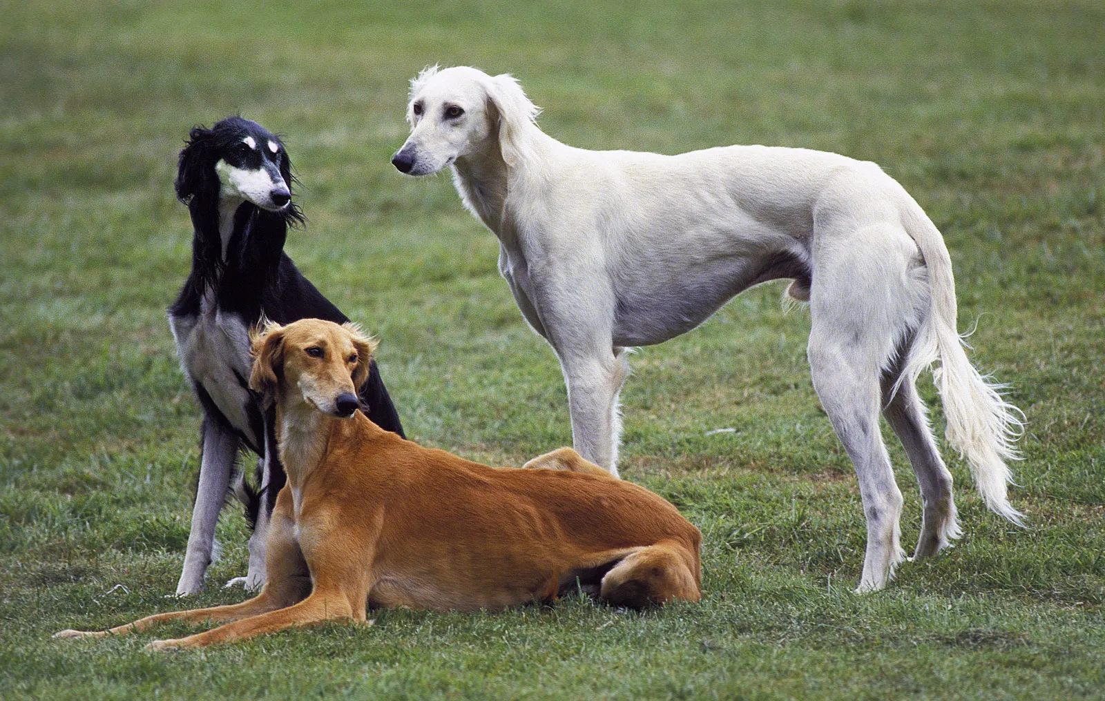 تازی ایرانی سلوکی