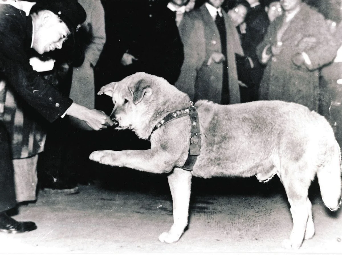 هاچیکو در ایستگاه قطار