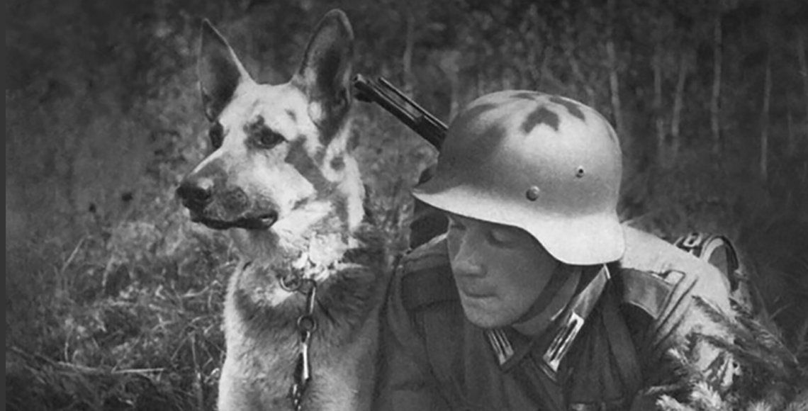 ژرمن شپهرد ورک لاین در جنگ جهانی دوم