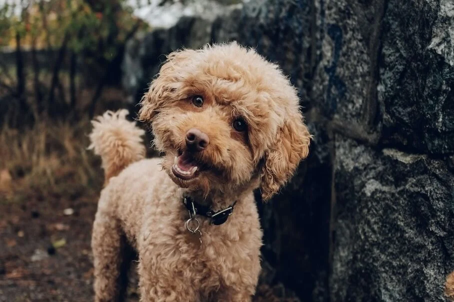 سگ پودل زیبا