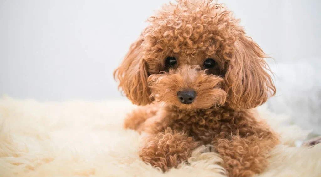 سگ پودل: راهنمای کامل انتخاب، نگهداری و تربیت باهوش‌ترین سگ دنیا