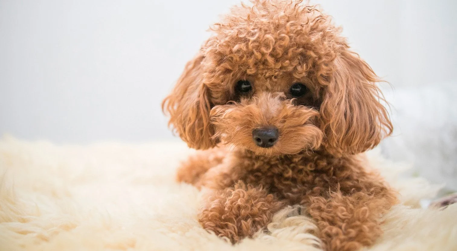 سگ پودل: راهنمای کامل انتخاب، نگهداری و تربیت باهوش‌ترین سگ دنیا