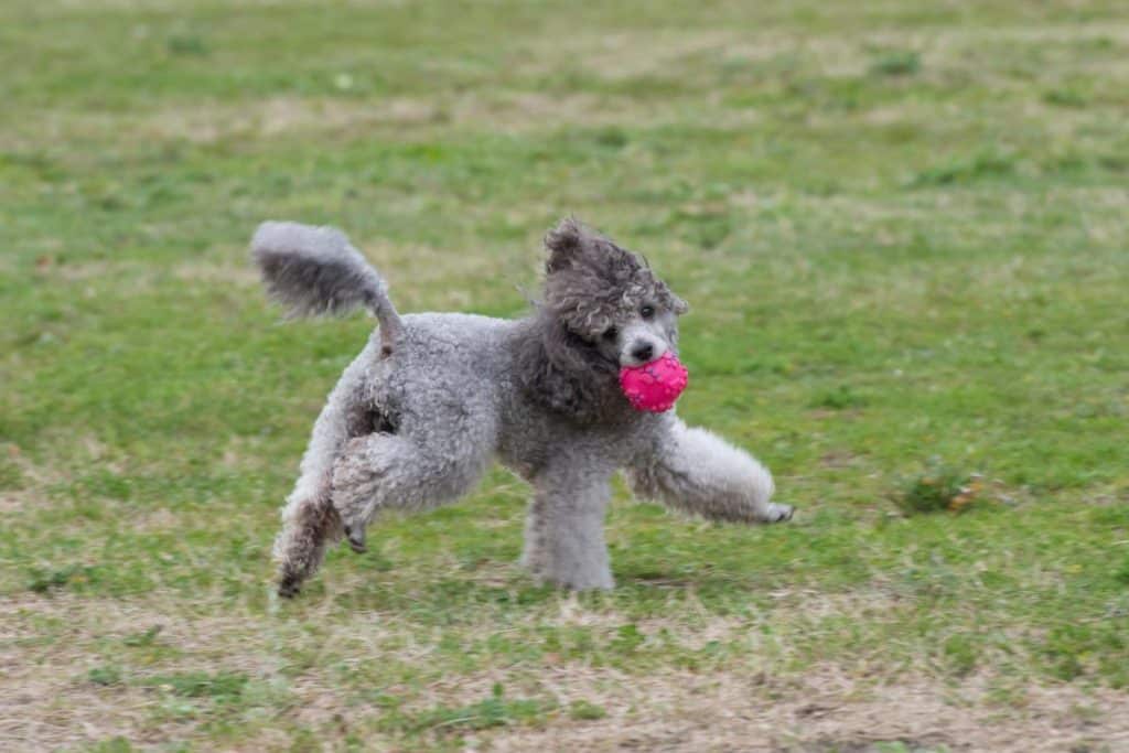 سگ پودل در حال ورزش