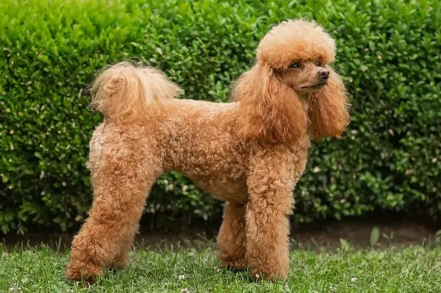 سگ پودل زیبا