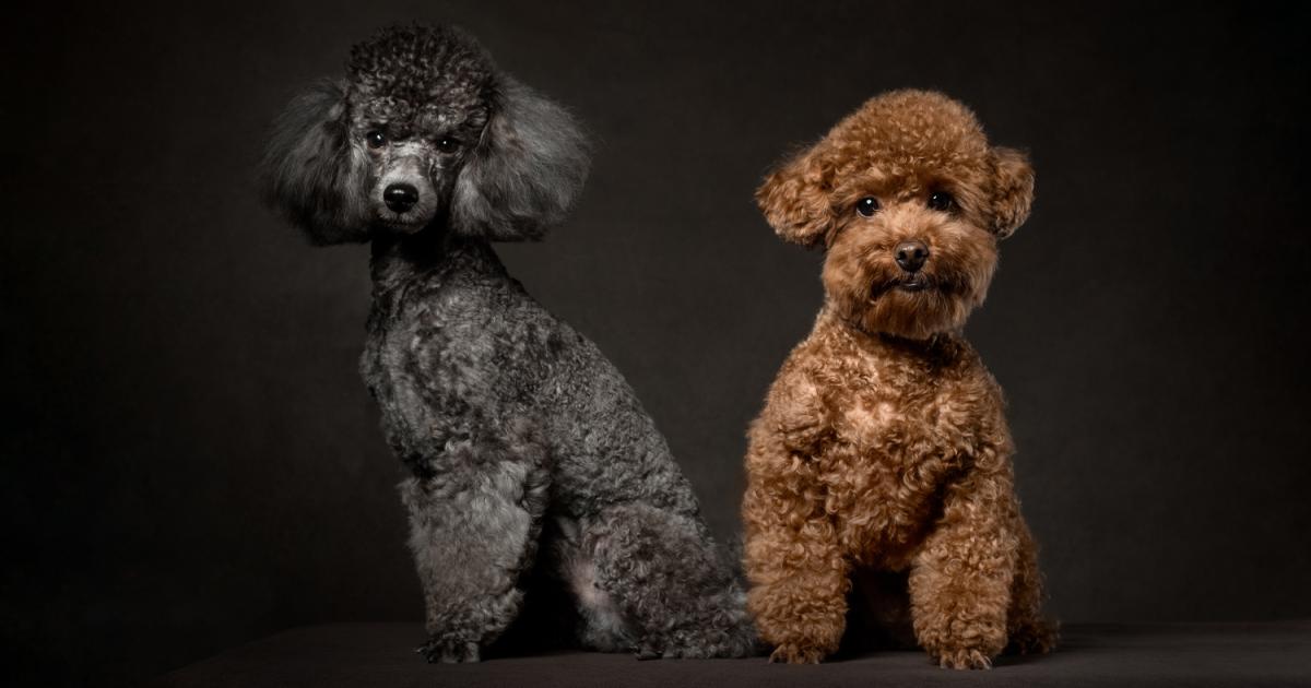 پودل مینیاتوری