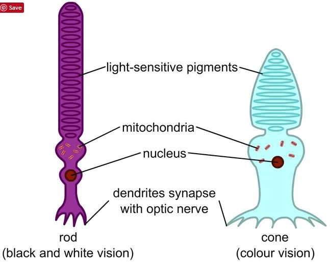 تفاوت سلولهای بینایی سگ