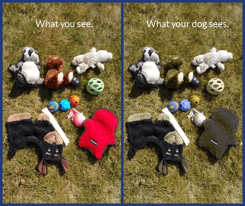 بینایی سگ در عمل