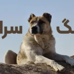 راهنمای انتخاب بهترین اسم سگ سرابی؛ کلکسیونی از نام‌های اصیل و با‌ابه