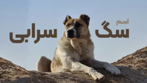 انتخاب اسم سگ سرابی