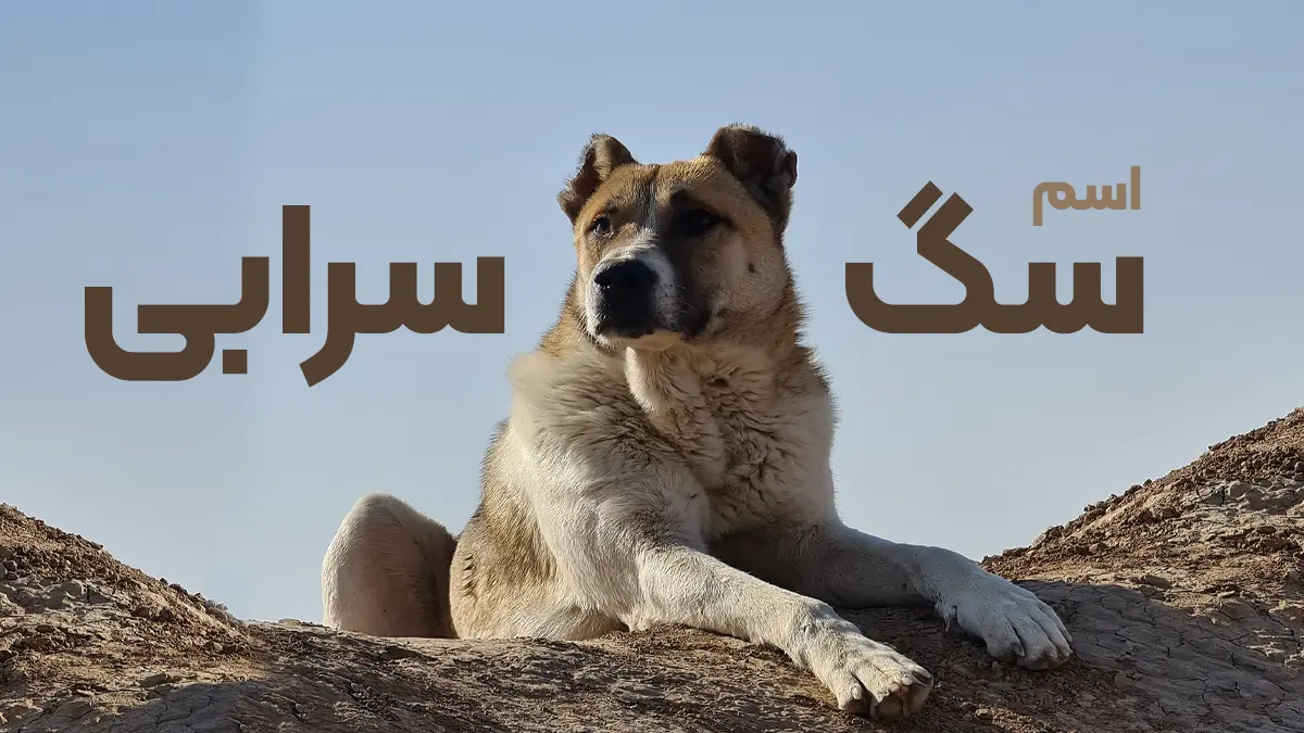 راهنمای انتخاب بهترین اسم سگ سرابی؛ کلکسیونی از نام‌های اصیل و با‌ابه